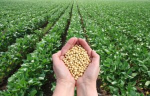 Magnesium Rich Food