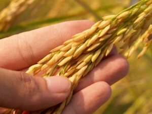 Magnesium Rich Food