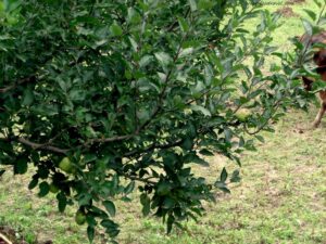 Apple Gardens in Jari