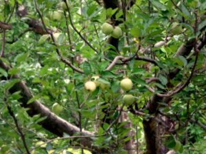 Apple Gardens in Jari