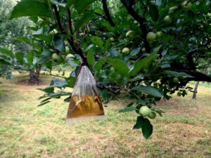Apple Gardens in Jari