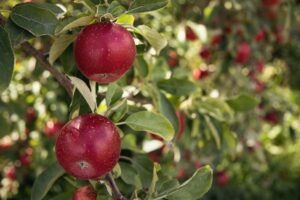Apple Gardens in Jari