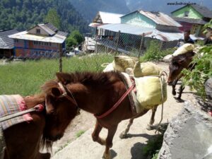 Trekking in Tosh