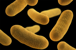 Harmful Microorganisms found in Milk