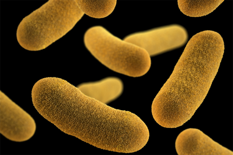 Harmful Microorganisms found in Milk