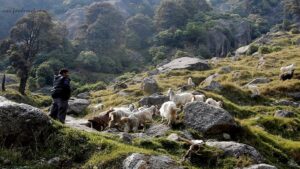 Solo Trekking to Triund