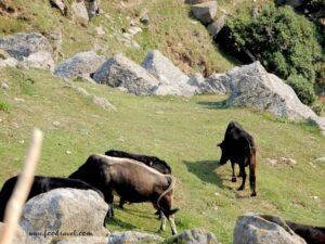 Solo Trekking to Triund