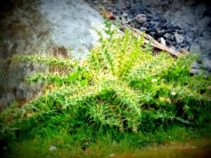 My First Time Camping at Triund