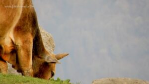 My First Time Camping at Triund