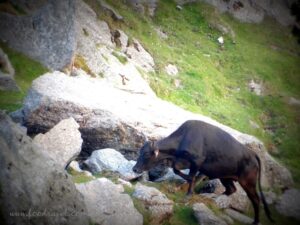 My First Time Camping at Triund