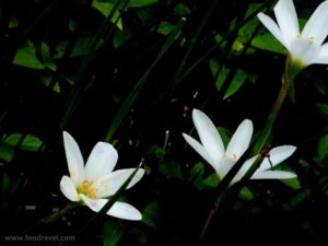 Rani Sisodia Garden Jaipur