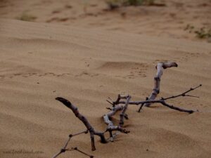 Rajasthan Kabir Yatra