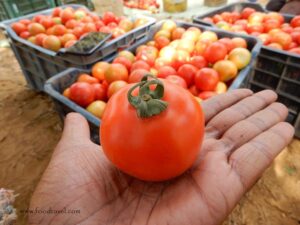tomato farms of Mahra Village