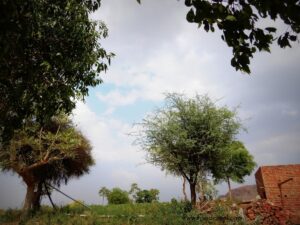 tomato farms of Mahra Village