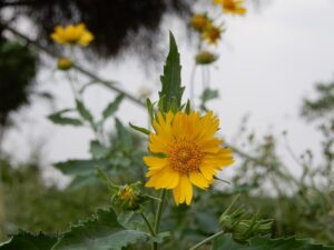 tomato farms of Mahra Village