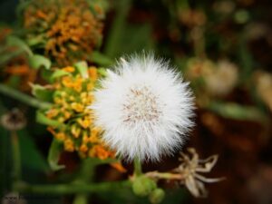 tomato farms of Mahra Village