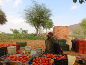 tomato farms of Mahra Village