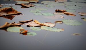 Sukh Niwas Mahal Bundi