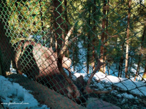 first snow experience at Kufri Zoo