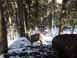 first snow experience at Kufri Zoo