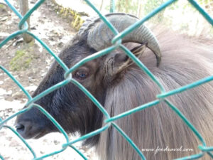 first snow experience at Kufri Zoo
