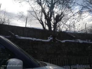 first snow experience at Kufri Zoo