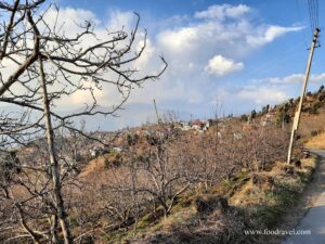 Trekking from Kotgarh to Thanadhar