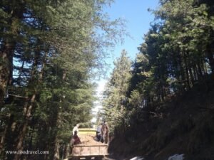 Trekking from Kotgarh to Thanadhar