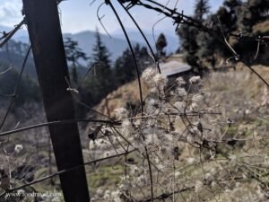Trekking from Kotgarh to Thanadhar