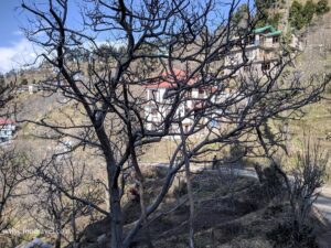 Trekking from Kotgarh to Thanadhar
