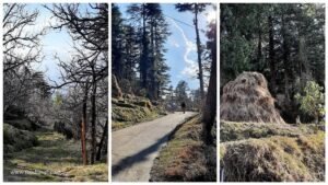 Trekking from Kotgarh to Thanadhar