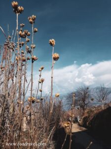 things to do in Kotgarh