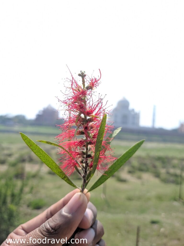 Mehtab Garden 