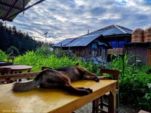 cafe stories n more