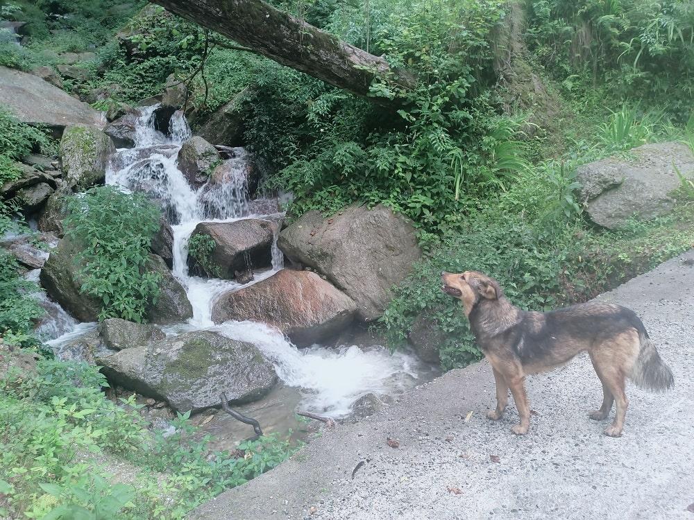 waterfall in shangarh