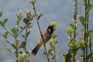 homestay in shangarh