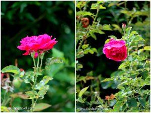 homestay in shangarh