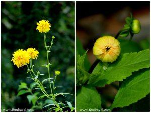 homestay in shangarh