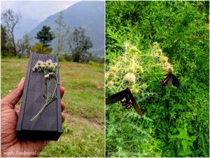 tranquil moments in naggar