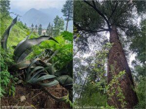 tranquil moments in naggar