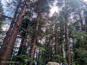 hadimba devi temple manali