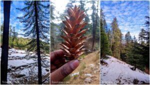 ganjau thatch trekking