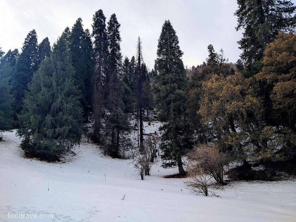 trekking to ganjau thatch shangarh