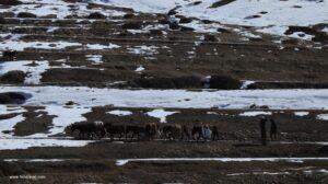kibber spiti valley